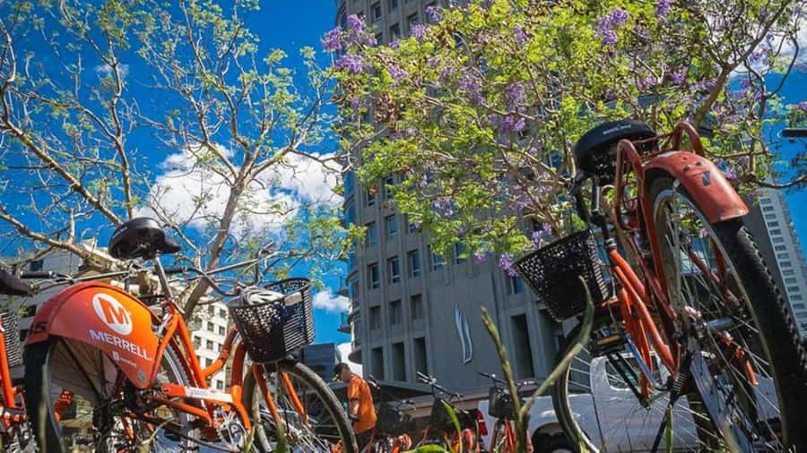 Buenos Aires Bike Tour: South or North Circuit - South Circuit: Puerto Madero and the Ecological Reserve