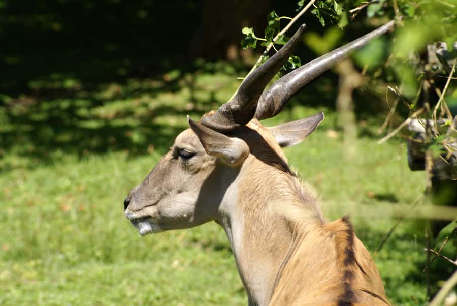 Buenos Aires: Bioparque Temaiken with Transfers - Key points to know before booking