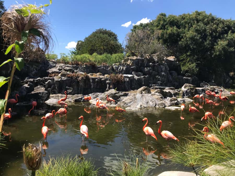 Buenos Aires: Bioparque Temaiken with Transfers - The 100-minute ride to Temaikèn