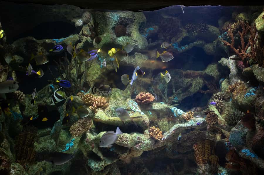 Buenos Aires: Bioparque Temaiken with Transfers - African and Asian animals beyond Argentina