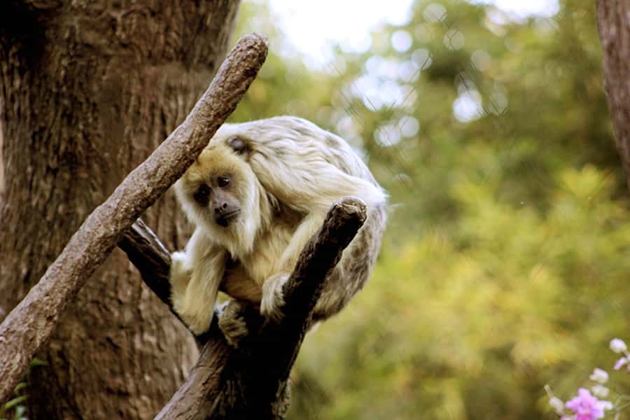 Buenos Aires: Bioparque Temaiken with Transfers - Five hours to explore on your own