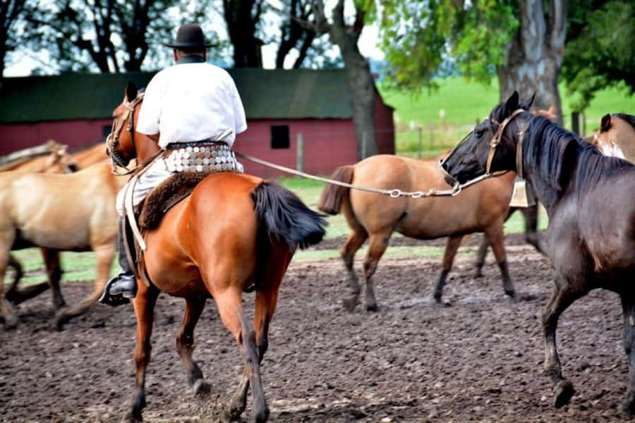 Buenos Aires: Santa Susana Ranch Day Tour, BBQ & Shows - Gaucho skills, horses, and the working traditions of the pampas