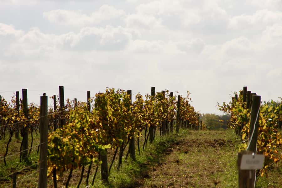 Buenos Aires: Wine Tasting and Lunch at Bodega Gamboa - How the $169 price works out