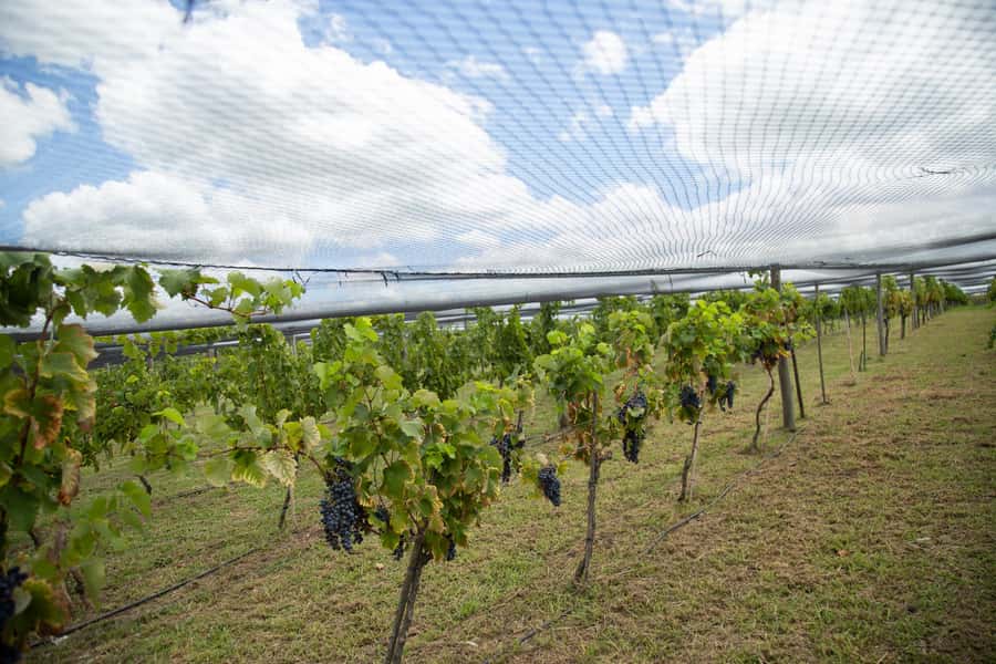 Buenos Aires: Wine Tasting & Lunch at Gamboa Vineyard - The pace is leisurely, not packed