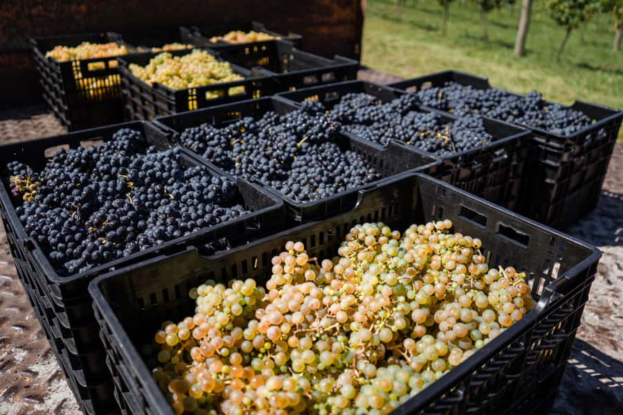 Buenos Aires: Wine Tasting & Lunch at Gamboa Vineyard - Useful details before you reserve