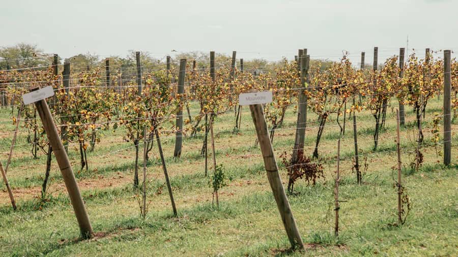Buenos Aires: Wine Tasting & Lunch at Gamboa Vineyard - Should you book Bodega Gamboa?