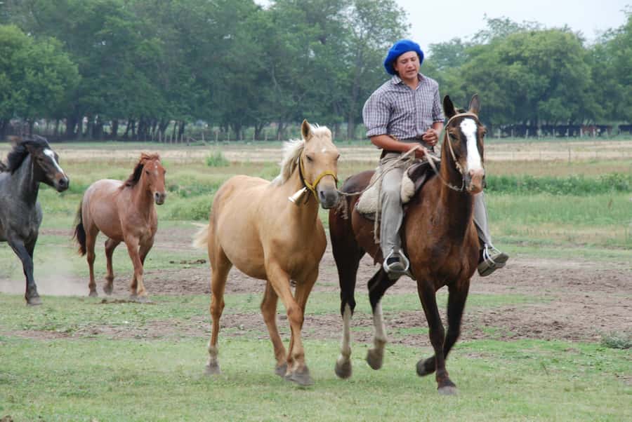 From Buenos Aires: Estancia Don Silvano Tour with Lunch. - A two-hour Creole lunch