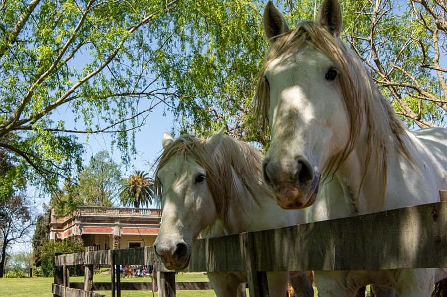 From Buenos Aires: Gaucho and Ranch Day Tour - The asado lunch is the heart of the day