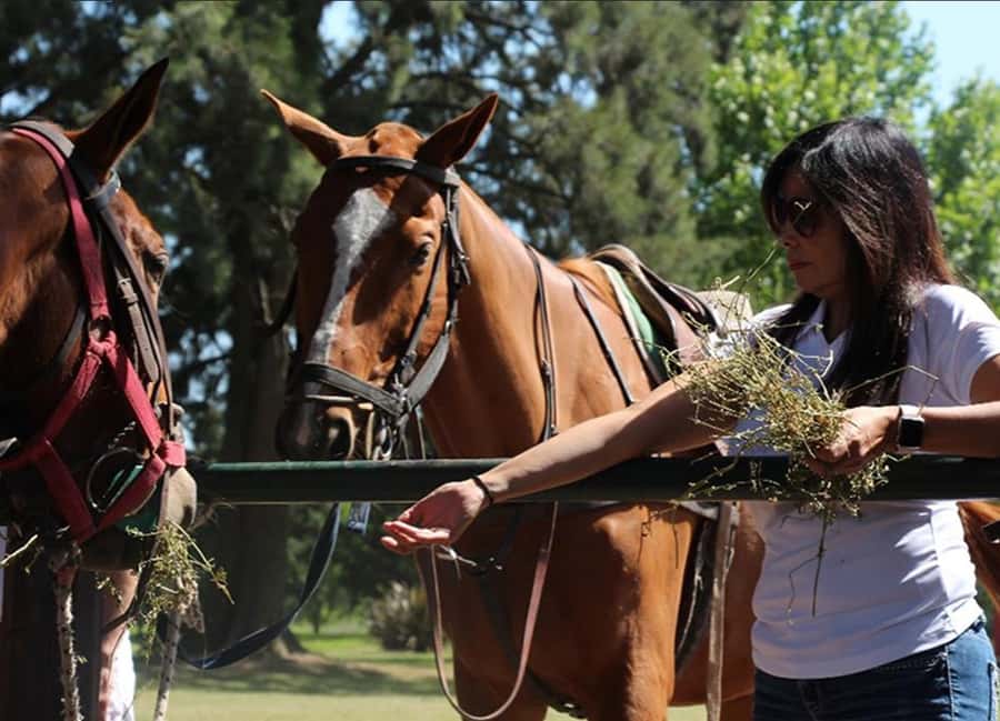 From Buenos Aires: Polo Match, Lesson, and BBQ Day-Trip - Key points to know before booking