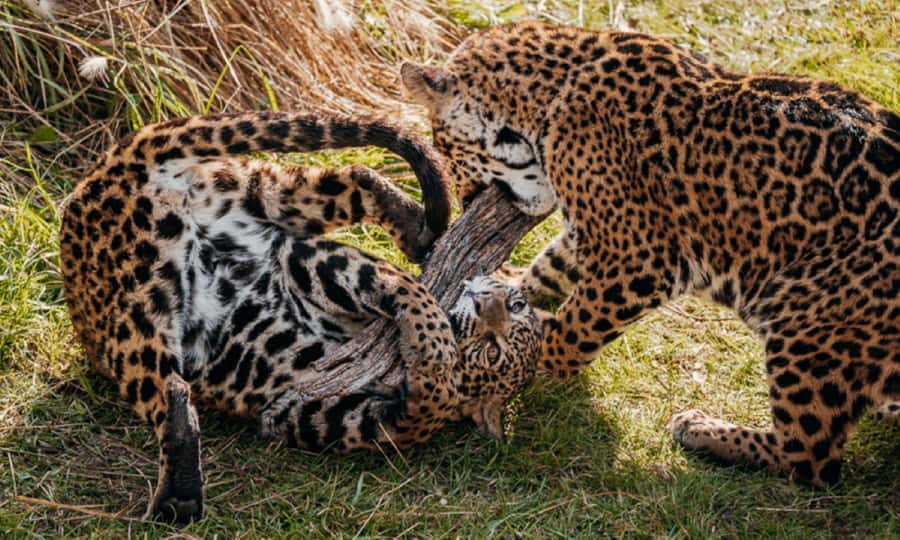 From Buenos Aires: Temaiken Zoo Tour with Ticket Included - Key points to know before booking