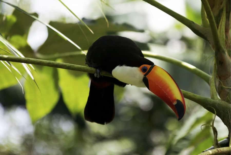 From Buenos Aires: Temaiken Zoo Tour with Ticket Included - Language, pickup, and practical details