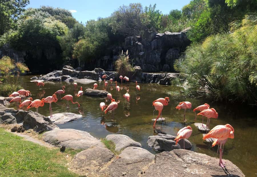 From Buenos Aires: Temaiken Zoo Tour with Ticket Included - Leaving Buenos Aires for Temaikén Biopark
