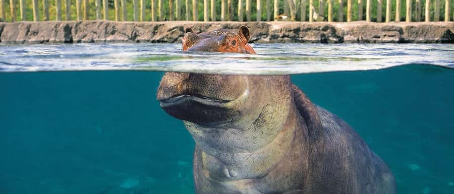 From Buenos Aires: Temaiken Zoo Tour with Ticket Included - Inside the giant aviary
