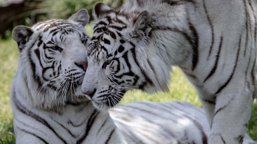 From Buenos Aires: Temaiken Zoo Tour with Ticket Included - La Chacra and the Argentine countryside