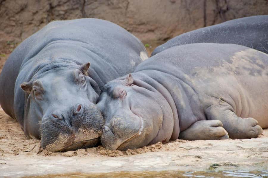 From Buenos Aires: Temaiken Zoo Tour with Ticket Included - More than animals: vegetation and the 360-degree cinema