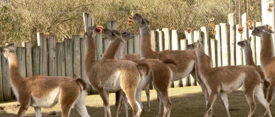 From Buenos Aires: Temaiken Zoo Tour with Ticket Included - What the six-hour schedule means