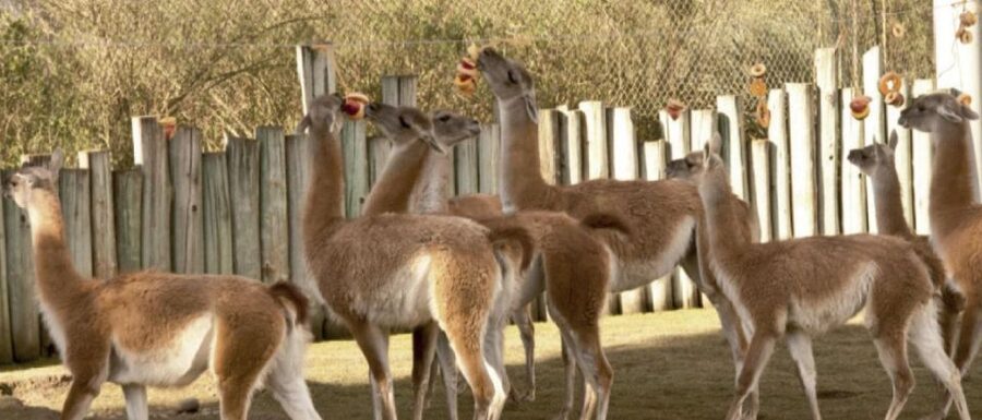 From Buenos Aires: Temaiken Zoo Tour with Ticket Included - Is $135 a fair price?