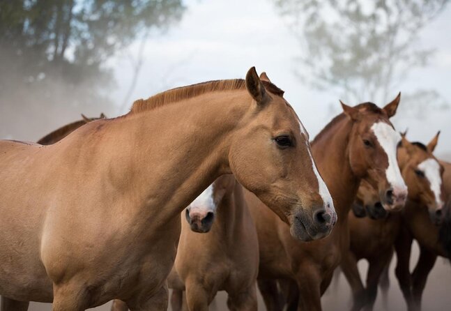 Gaucho Experience: A Day Trip to Don Silvano Ranch - Key Points Before You Book