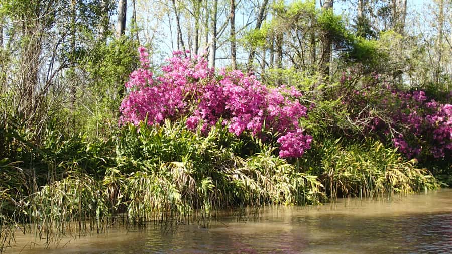 Navigation in Delta of Tigre - Exclusive semi private tour - What the $135 price buys you