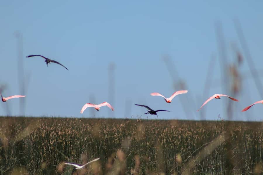 Tigre: Safari Náutico en Tigre/ Biosphere Reserve Boat Tour - What the $150 price buys
